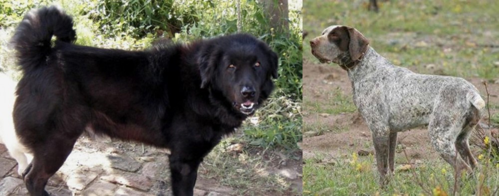 Perdiguero de Burgos vs Bakharwal Dog - Breed Comparison