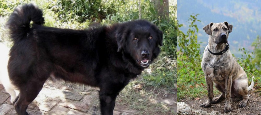 Perro Cimarron vs Bakharwal Dog - Breed Comparison
