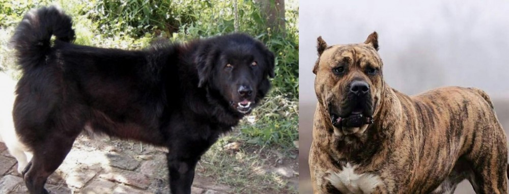 Perro de Presa Canario vs Bakharwal Dog - Breed Comparison