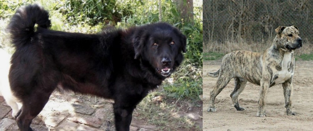 Perro de Presa Mallorquin vs Bakharwal Dog - Breed Comparison