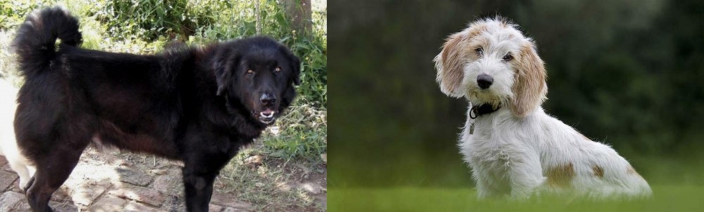 Petit Basset Griffon Vendeen vs Bakharwal Dog - Breed Comparison