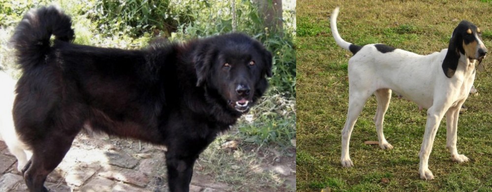 Petit Gascon Saintongeois vs Bakharwal Dog - Breed Comparison