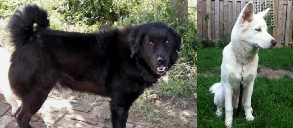 Phung San vs Bakharwal Dog - Breed Comparison