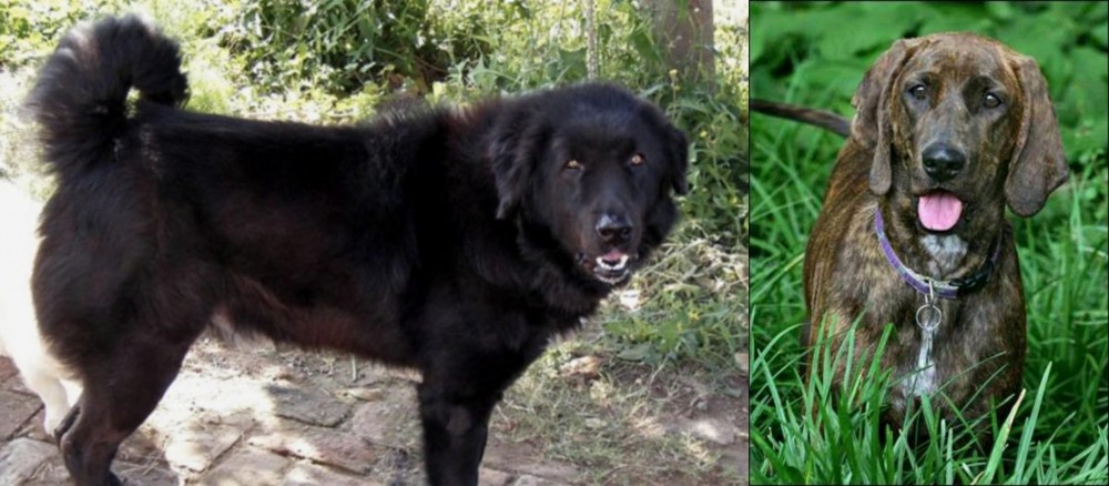 Plott Hound vs Bakharwal Dog - Breed Comparison