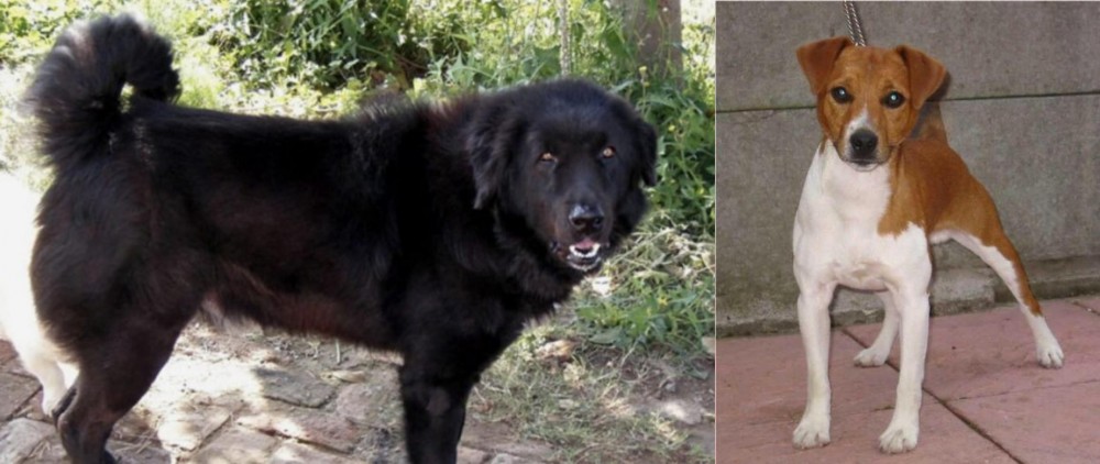 Plummer Terrier vs Bakharwal Dog - Breed Comparison