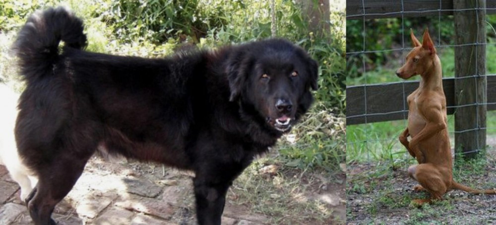 Podenco Andaluz vs Bakharwal Dog - Breed Comparison