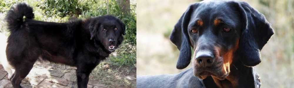 Polish Hunting Dog vs Bakharwal Dog - Breed Comparison