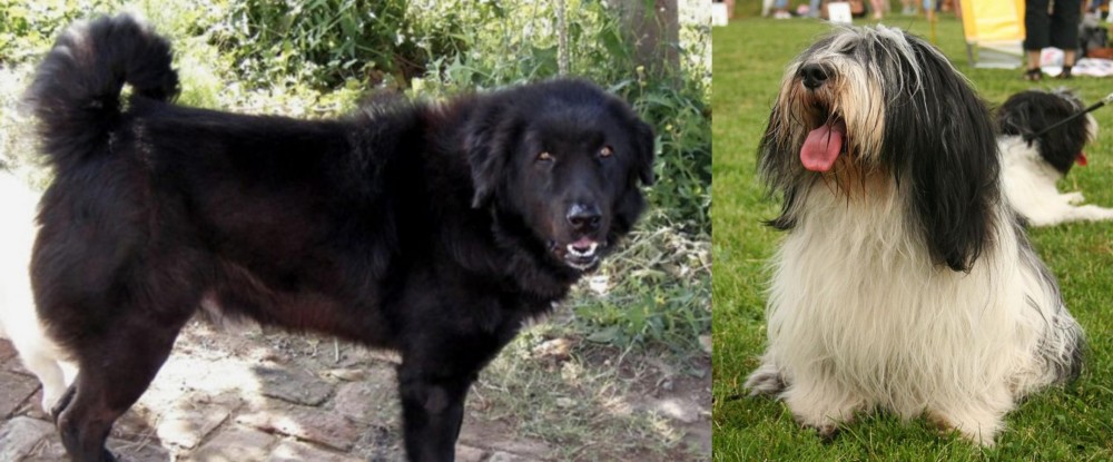 Polish Lowland Sheepdog vs Bakharwal Dog - Breed Comparison