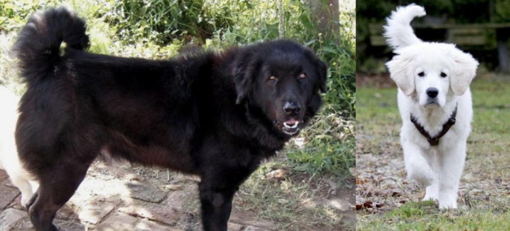 Polish Tatra Sheepdog vs Bakharwal Dog - Breed Comparison