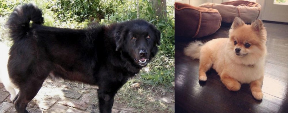 Pomeranian vs Bakharwal Dog - Breed Comparison