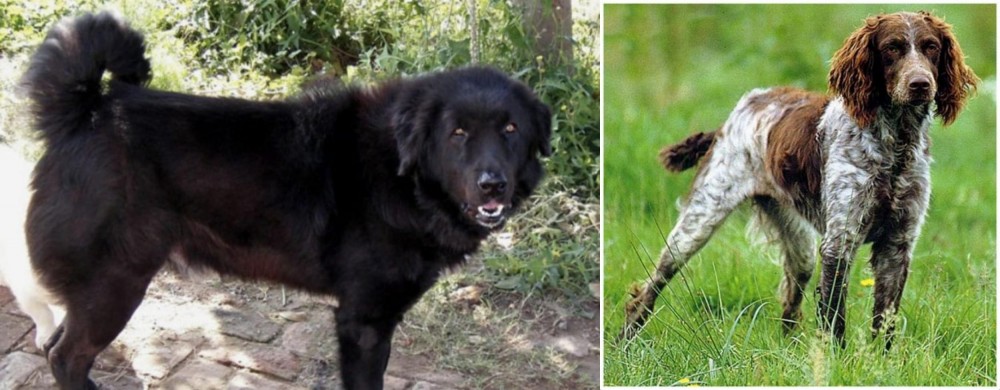 Pont-Audemer Spaniel vs Bakharwal Dog - Breed Comparison