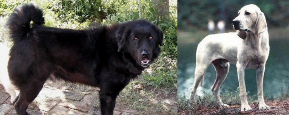 Porcelaine vs Bakharwal Dog - Breed Comparison