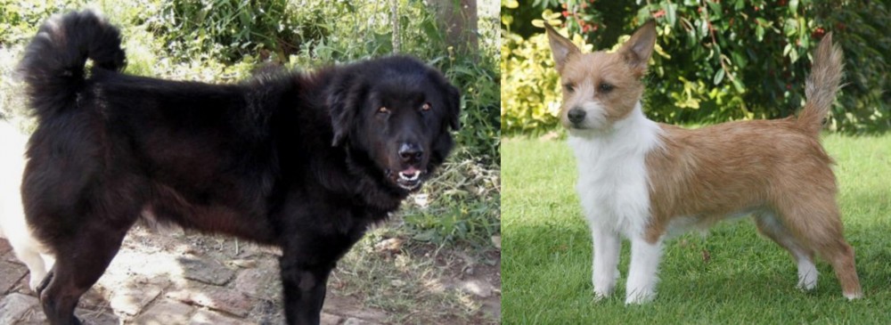 Portuguese Podengo vs Bakharwal Dog - Breed Comparison