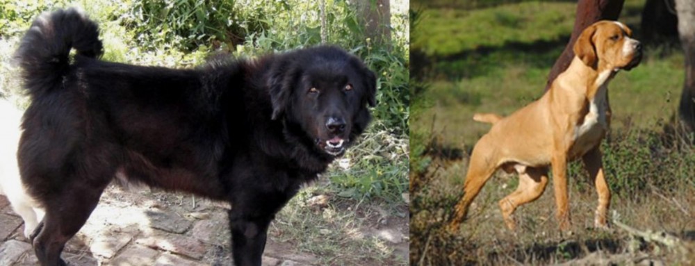 Portuguese Pointer vs Bakharwal Dog - Breed Comparison