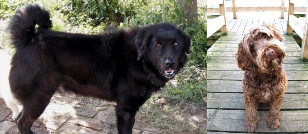 Portuguese Water Dog vs Bakharwal Dog - Breed Comparison