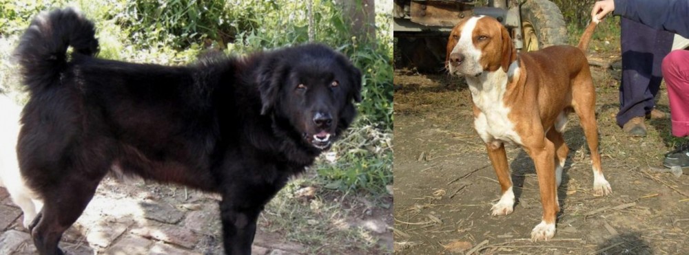 Posavac Hound vs Bakharwal Dog - Breed Comparison