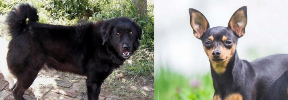 Prazsky Krysarik vs Bakharwal Dog - Breed Comparison