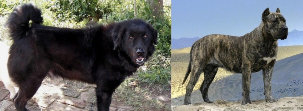 Presa Canario vs Bakharwal Dog - Breed Comparison