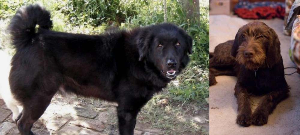 Pudelpointer vs Bakharwal Dog - Breed Comparison