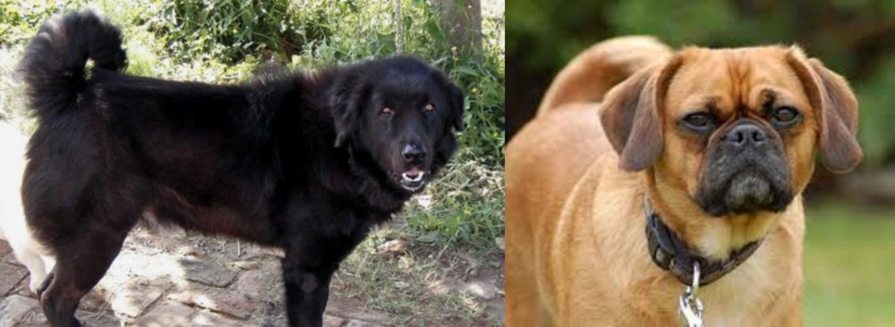 Pugalier vs Bakharwal Dog - Breed Comparison