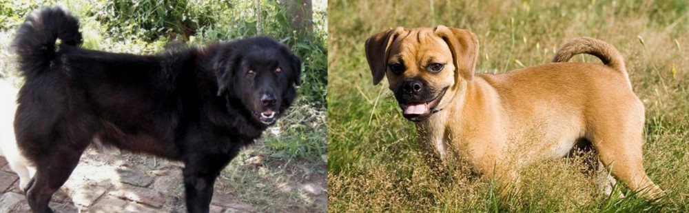 Puggle vs Bakharwal Dog - Breed Comparison