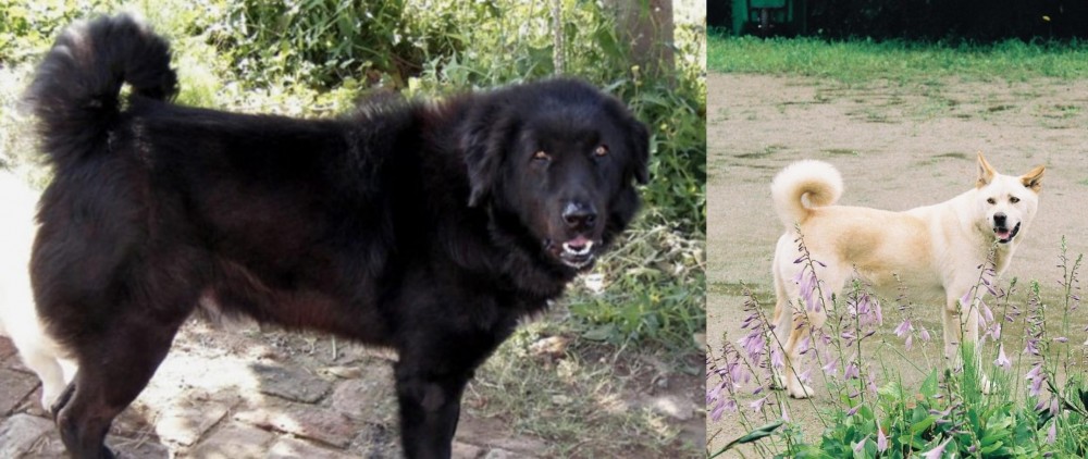 Pungsan Dog vs Bakharwal Dog - Breed Comparison