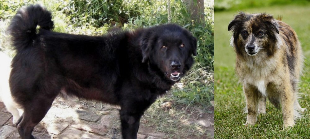 Pyrenean Shepherd vs Bakharwal Dog - Breed Comparison