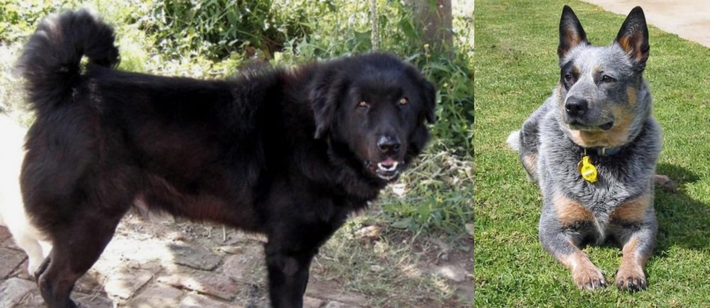 Queensland Heeler vs Bakharwal Dog - Breed Comparison