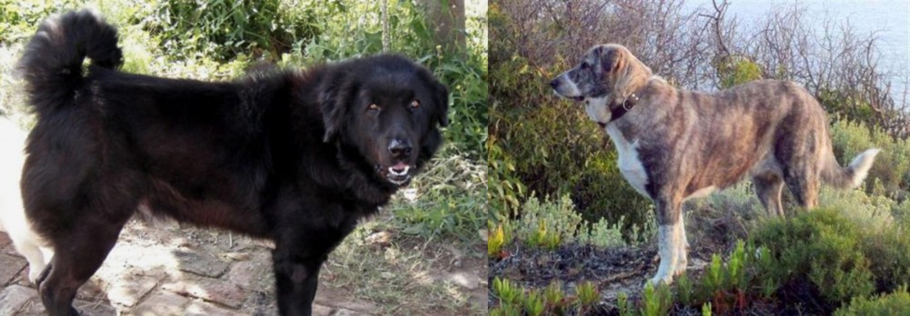 Rafeiro do Alentejo vs Bakharwal Dog - Breed Comparison