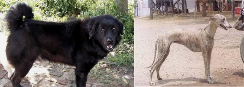 Rampur Greyhound vs Bakharwal Dog - Breed Comparison