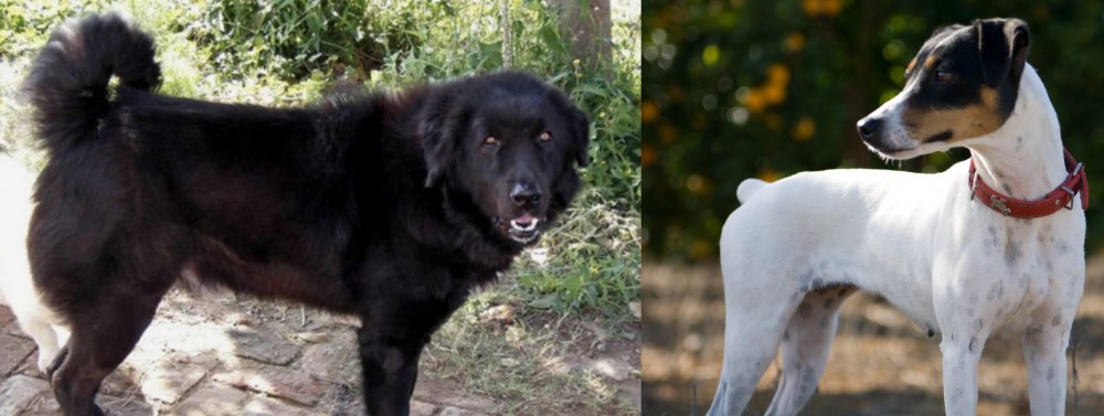 Ratonero Bodeguero Andaluz vs Bakharwal Dog - Breed Comparison
