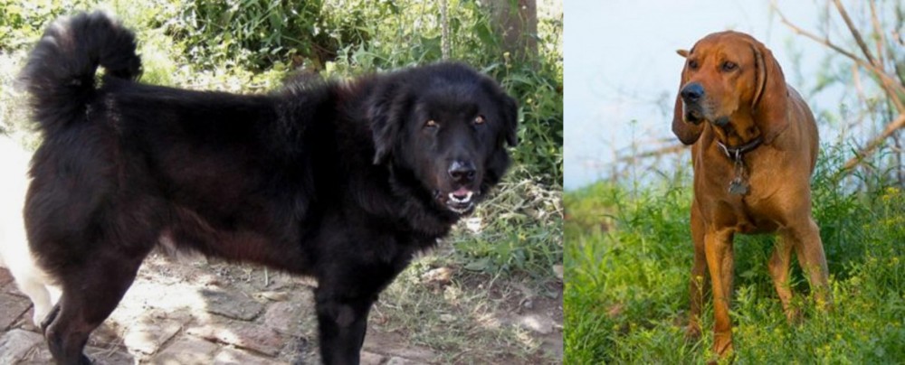Redbone Coonhound vs Bakharwal Dog - Breed Comparison