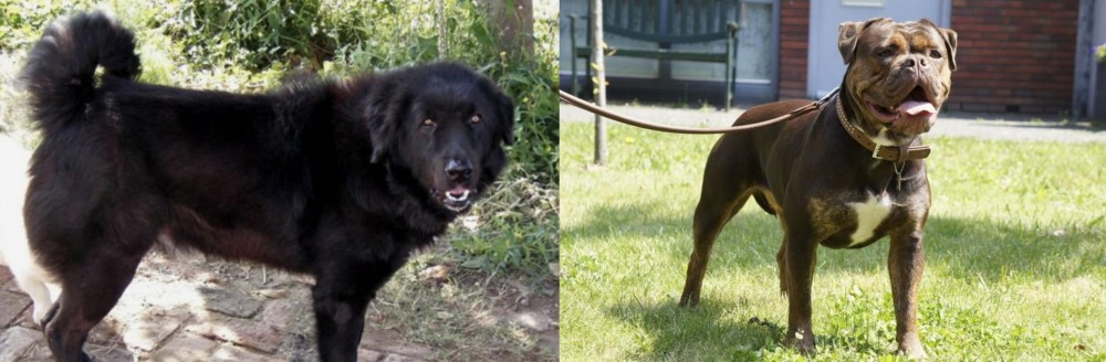 Renascence Bulldogge vs Bakharwal Dog - Breed Comparison
