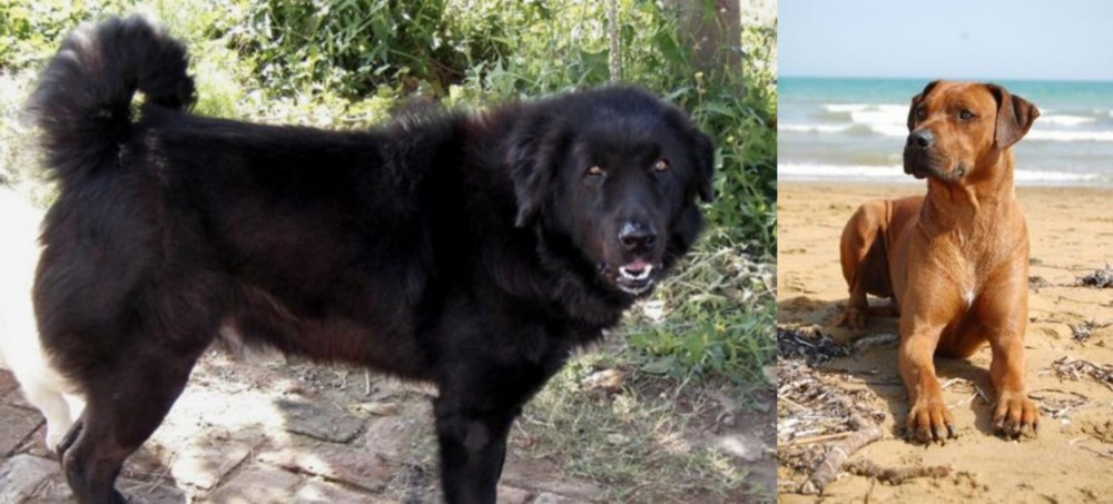 Rhodesian Ridgeback vs Bakharwal Dog - Breed Comparison