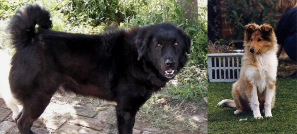 Rough Collie vs Bakharwal Dog - Breed Comparison