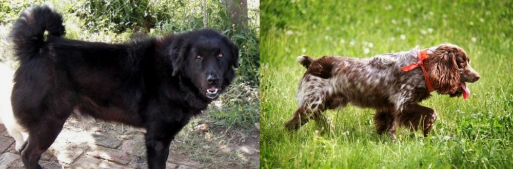 Russian Spaniel vs Bakharwal Dog - Breed Comparison