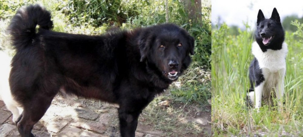 Russo-European Laika vs Bakharwal Dog - Breed Comparison