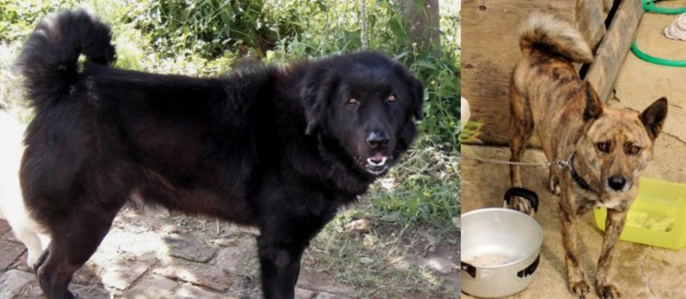Ryukyu Inu vs Bakharwal Dog - Breed Comparison