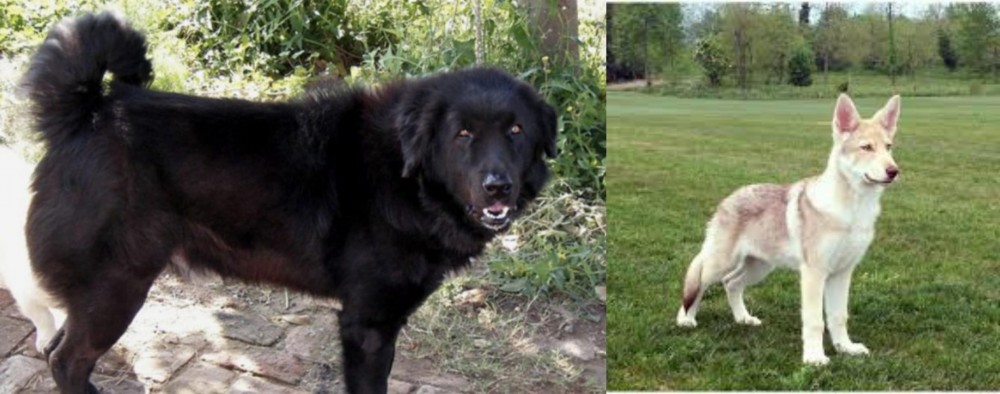 Saarlooswolfhond vs Bakharwal Dog - Breed Comparison