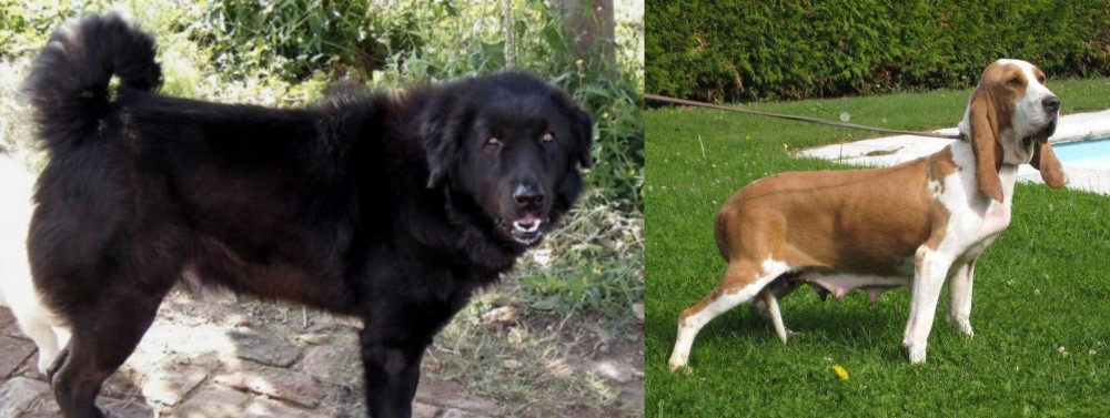Sabueso Espanol vs Bakharwal Dog - Breed Comparison