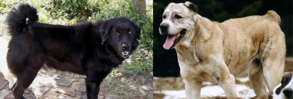 Sage Koochee vs Bakharwal Dog - Breed Comparison