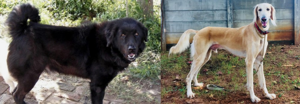 Saluki vs Bakharwal Dog - Breed Comparison
