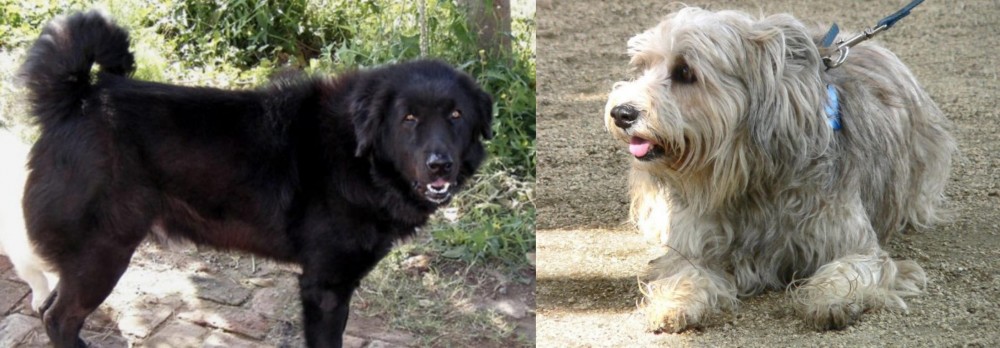 Sapsali vs Bakharwal Dog - Breed Comparison