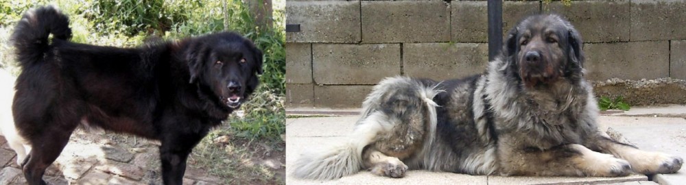 Sarplaninac vs Bakharwal Dog - Breed Comparison