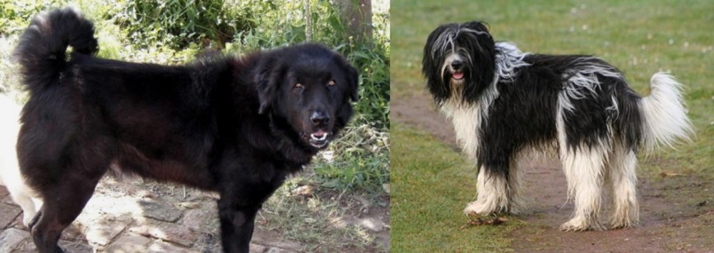 Schapendoes vs Bakharwal Dog - Breed Comparison