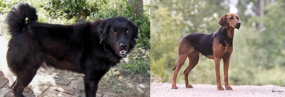 Schillerstovare vs Bakharwal Dog - Breed Comparison