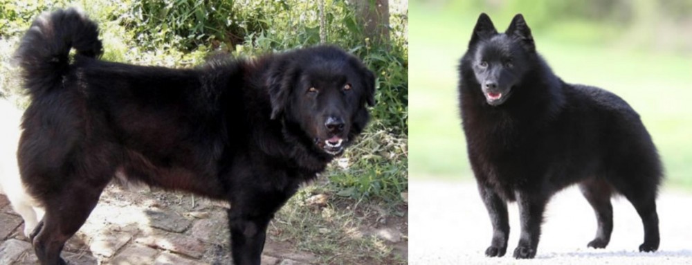 Schipperke vs Bakharwal Dog - Breed Comparison