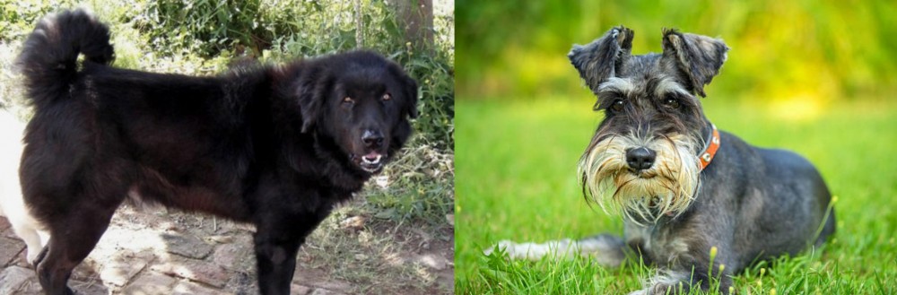 Schnauzer vs Bakharwal Dog - Breed Comparison