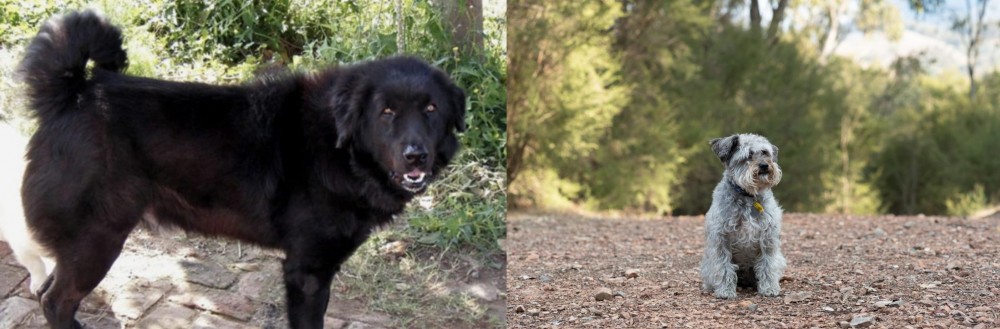Schnoodle vs Bakharwal Dog - Breed Comparison