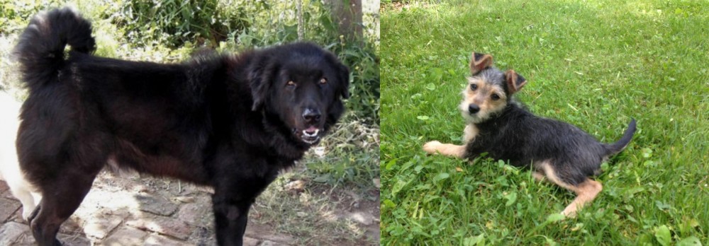 Schnorkie vs Bakharwal Dog - Breed Comparison